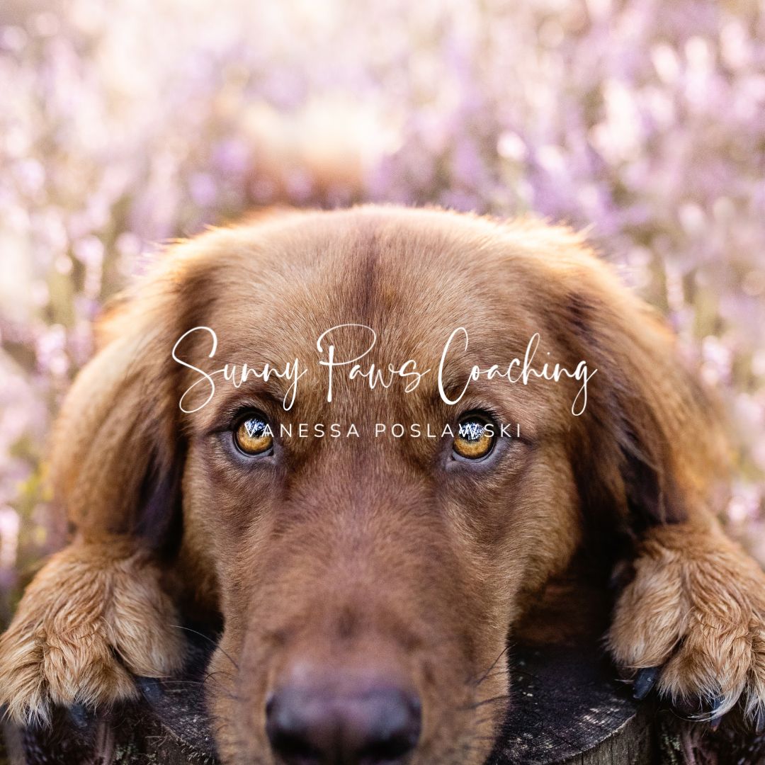 Minimalistisches und warmes Logo für Website von Mensch-Hund-Coach mit Hund im Hintergrund